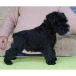 Ryuga - Schnauzer Moyen Mâle (2 mois)