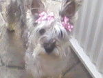 Doly - Schnauzer Moyen Femelle (1 an)