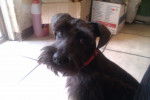 Blacky - Schnauzer Moyen Mâle (1 an)