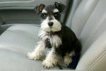 Gemini - Schnauzer Moyen Femelle (10 mois)