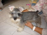 perla - Schnauzer Moyen Femelle (4 mois)