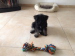 Blacky - Schnauzer Moyen Femelle (5 mois)