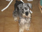 Maño - Schnauzer Moyen Mâle (13 ans)