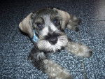 Doggy - Schnauzer Moyen Mâle (10 mois)
