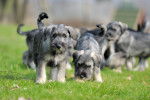Photo Schnauzer Moyen