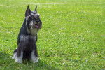Photo Schnauzer Moyen