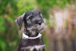Photo Schnauzer Moyen