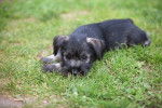 Photo Schnauzer Moyen