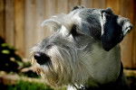 Photo Schnauzer Moyen