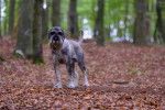 Photo Schnauzer Moyen