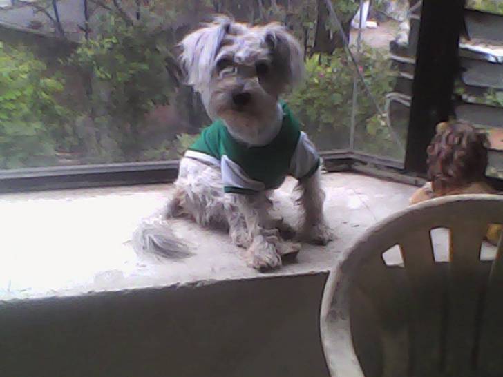 roy - Schnauzer Moyen Mâle (2 ans)