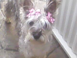 Doly - Schnauzer Moyen Femelle (1 an)