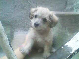 chiquis - Schnauzer Moyen Femelle