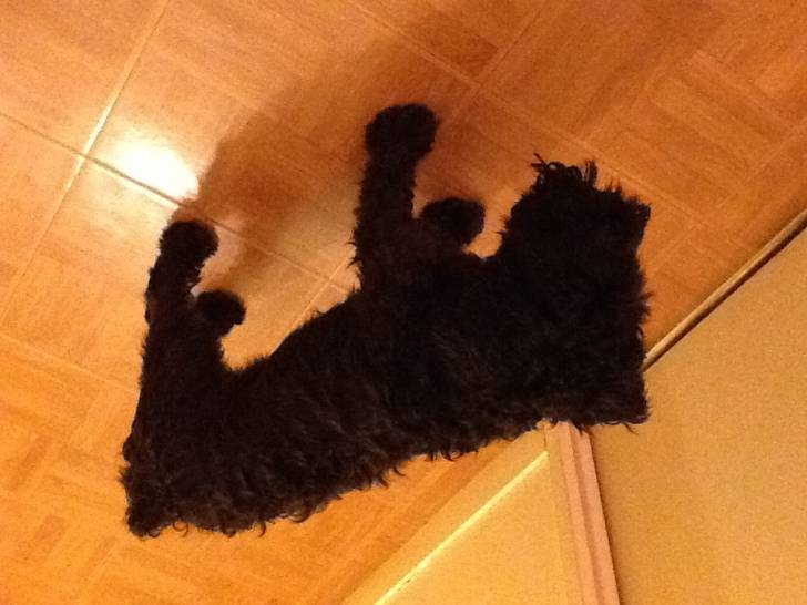 Mon chien Colombo - Schnauzer Moyen Mâle (5 ans)