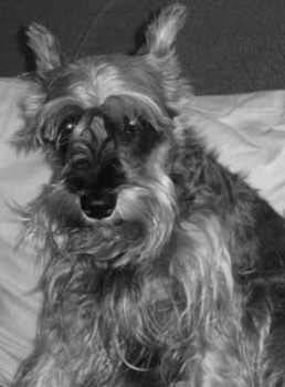 Lucky - Schnauzer Moyen Mâle (6 ans)