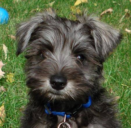Kipper - Schnauzer Moyen Mâle (1 an)