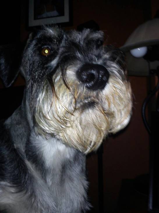 Bruno - Schnauzer Moyen Mâle (3 ans)