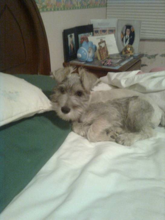 Shiva - Schnauzer Moyen Femelle (2 ans)