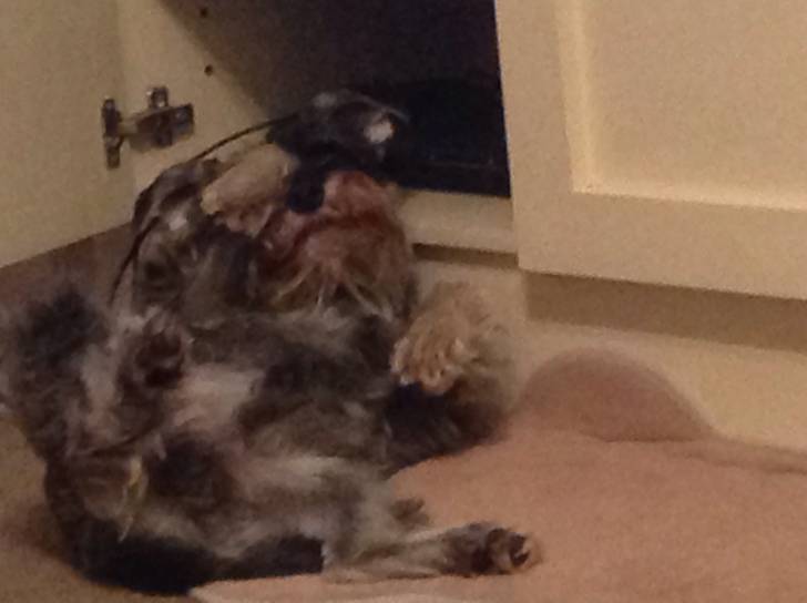 My silly (yet adorable) dog Storm - Schnauzer Moyen Mâle (3 ans)