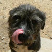 Karma - Schnauzer Moyen Femelle (10 mois)