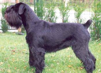 Schnauzer Moyen - Schnauzer Moyen