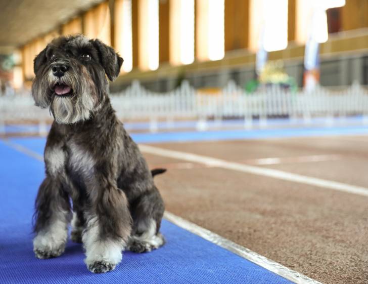 Photo Schnauzer Moyen