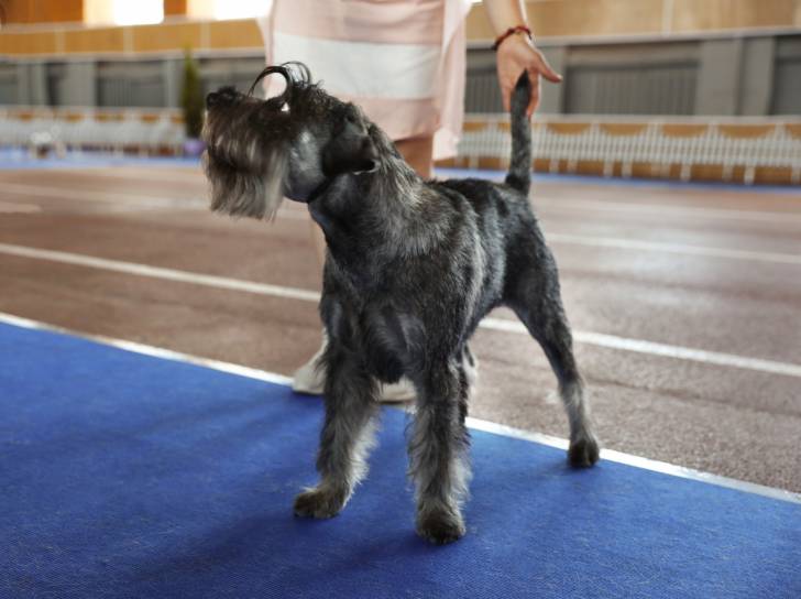 Photo Schnauzer Moyen