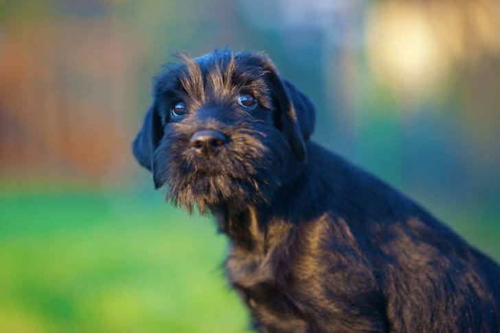 Photo Schnauzer Moyen