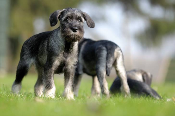 Photo Schnauzer Moyen