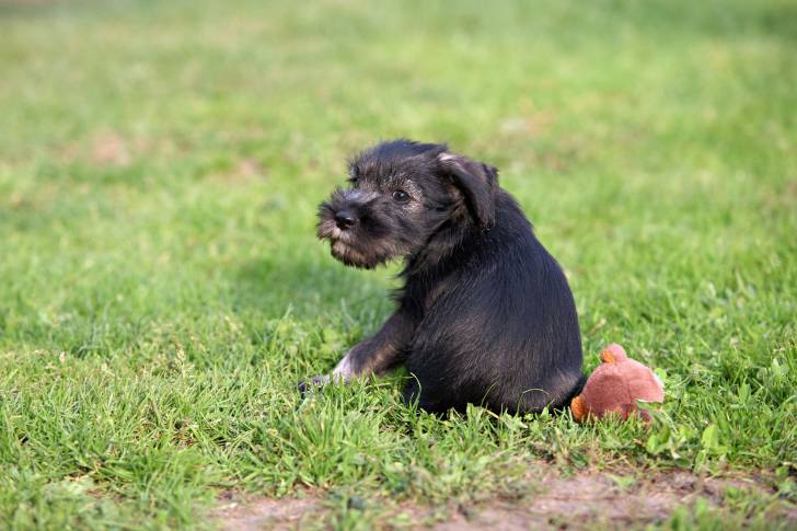 Photo Schnauzer Moyen