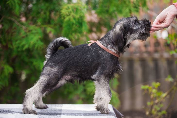Photo Schnauzer Moyen