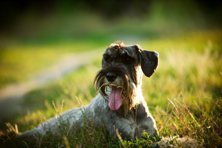 Photo Schnauzer Moyen