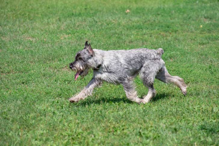 Photo Schnauzer Moyen