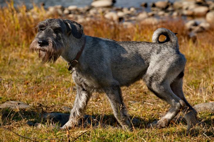 Photo Schnauzer Moyen