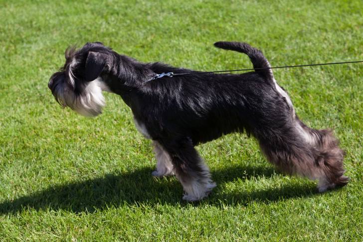 Photo Schnauzer Moyen