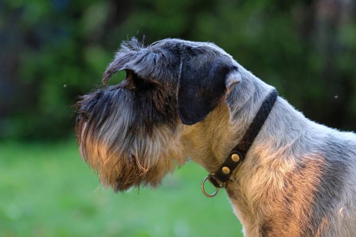 Photo Schnauzer Moyen