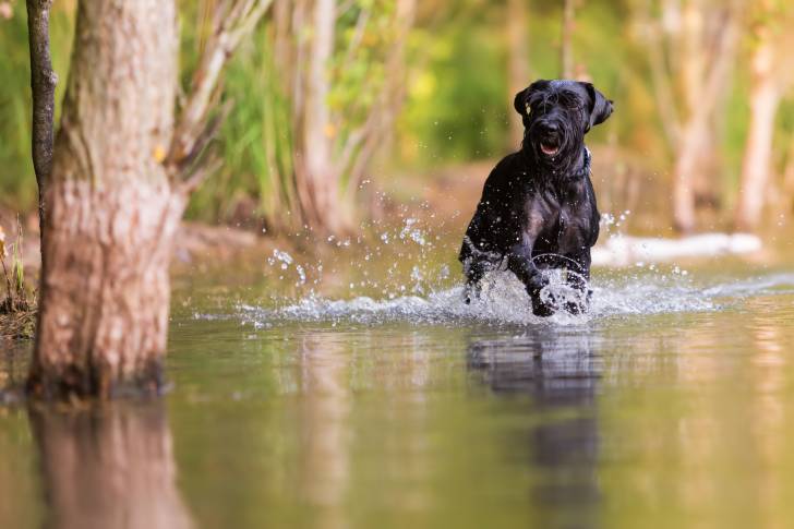 Photo Schnauzer Moyen