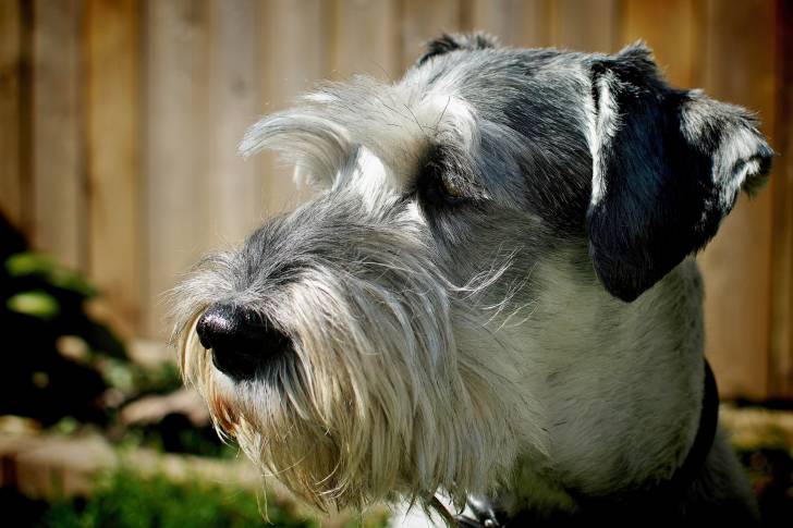 Photo Schnauzer Moyen