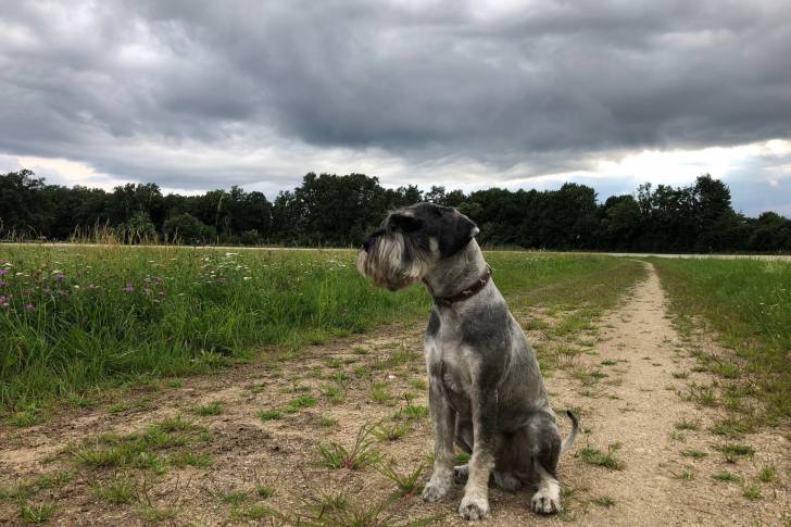 Photo Schnauzer Moyen
