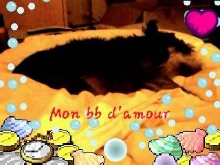 Prisca qui fait dodo ( DCD) - Schnauzer Moyen Femelle (11 ans)