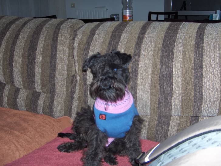 Lua - Schnauzer Moyen Femelle (4 ans)