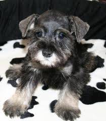 Pongo - Schnauzer Moyen Mâle (2 mois)