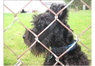 Max - Schnauzer Moyen Mâle (3 ans)