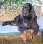 SETTER GORDON Chib Chcs Tr Oltène du Clos des Jeubés - Setter Gordon