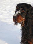 Ascott du clos des jeubés SETTER GORDON - Setter Gordon