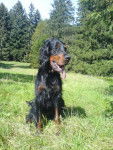 Skaya Setter Gordon - Setter Gordon
