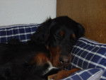 Setter Gordon - Setter Gordon