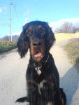 Setter Gordon - Setter Gordon