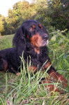 pam setter gordon - Setter Gordon
