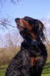 pam setter gordon - Setter Gordon